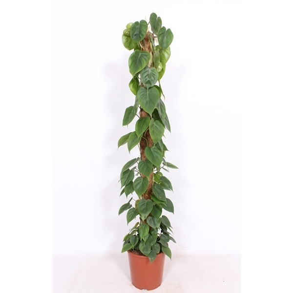 <h4>Philodendron scandens</h4>