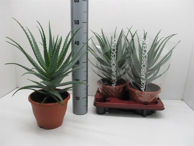 Aloe Arborescens