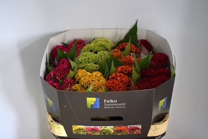 <h4>Celosia C Act gemengd in fust</h4>