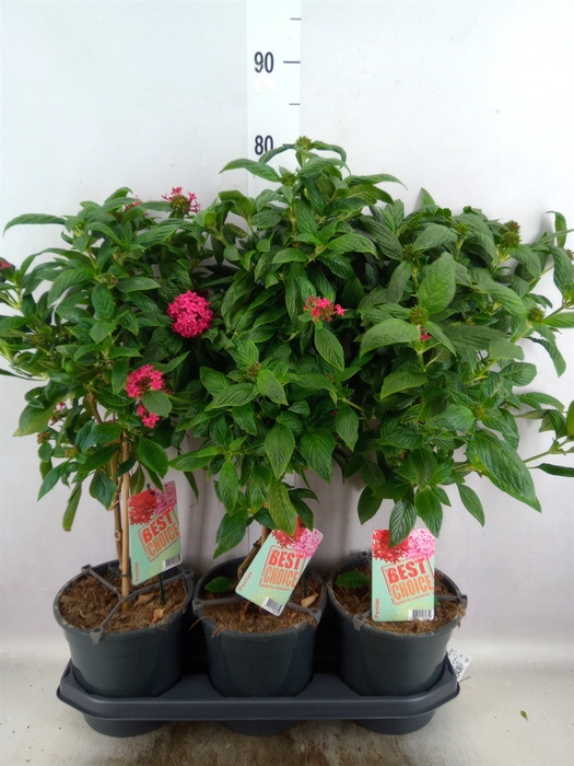 <h4>Pentas lanceolata 'Panic Pink'</h4>