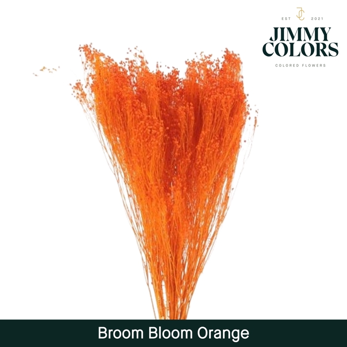 <h4>Broom bloom Orange</h4>