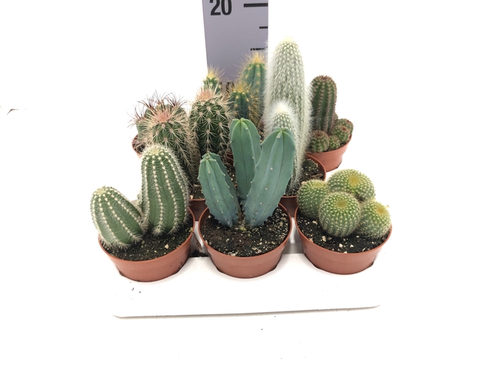 Cactus mix 8,5Ø 5cm Bollenmix