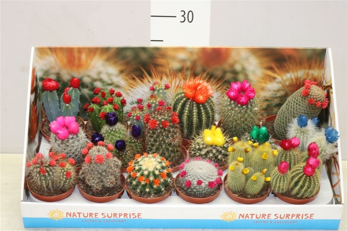 <h4>Cactus Versierd Strobloem Showdoos</h4>