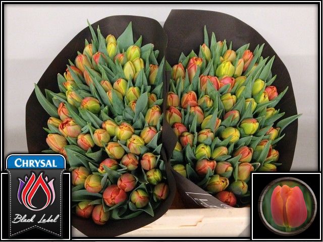 <h4>Tulipa do icoon</h4>