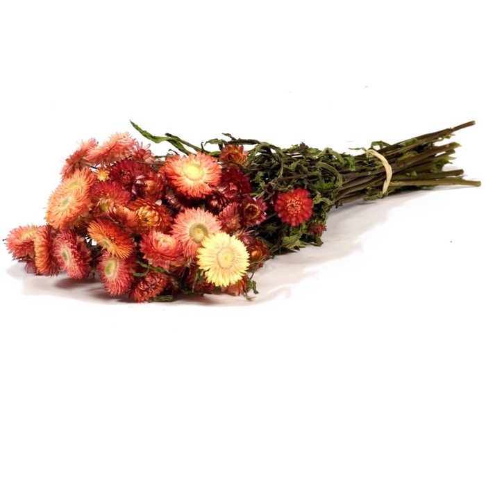 DRIED FLOWERS - HELICHRYSUM NATURAL SALMON
