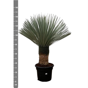 Yucca Rostrata 45Ø 140cm