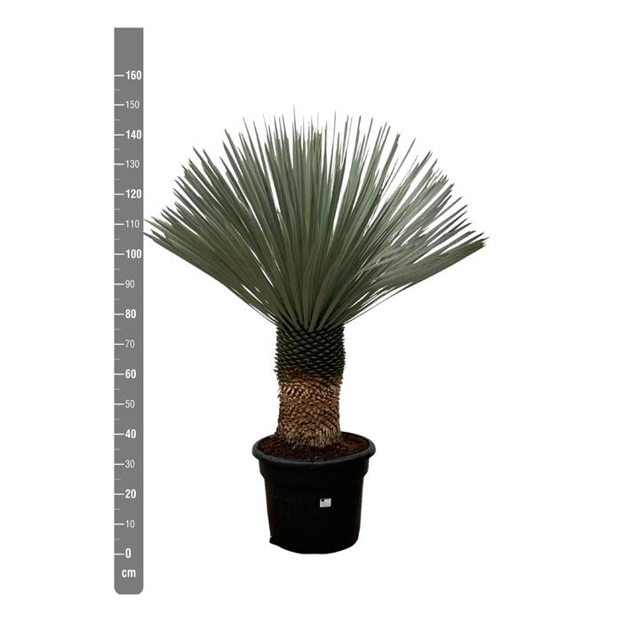 <h4>Yucca Rostrata 45Ø 140cm</h4>