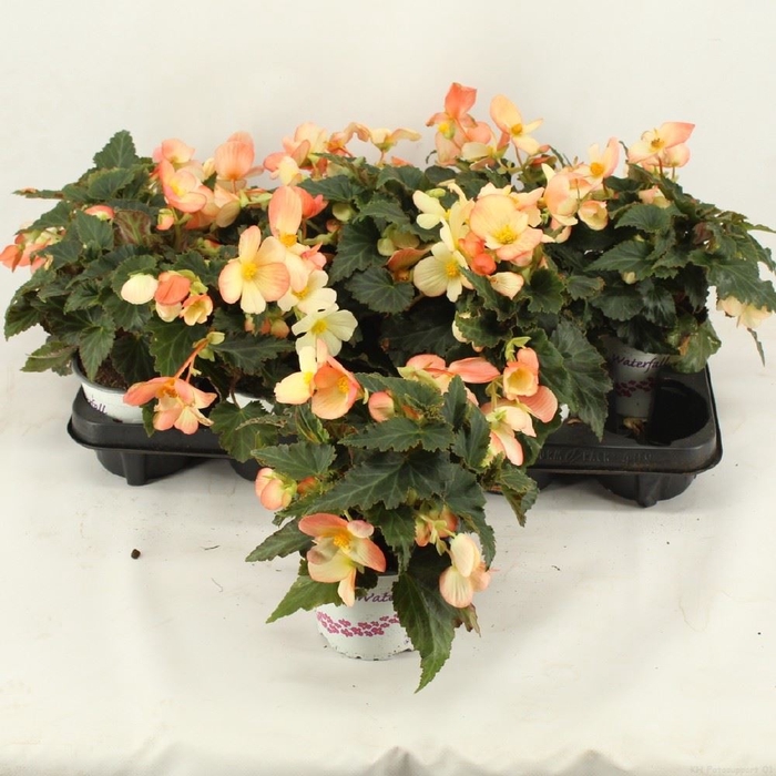 <h4>Begonia over. Waterfall Dreams Ange</h4>