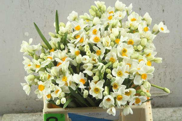 <h4>Narcissus sp geranium</h4>