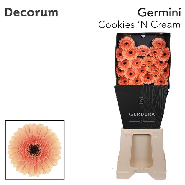 <h4>Germini Cookies n Cream Diamond</h4>