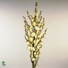 Yucca flaccida (Palmlelie) 40Ø 130cm 1Head
