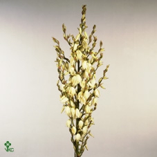 Yucca flaccida (Palmlelie) 40Ø 130cm 1Head