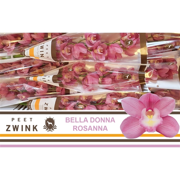 <h4>Cymbidium pink bella donna rosanna</h4>