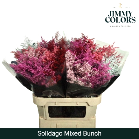 <h4>Solidago L80 Klbh. Mixed Bunch</h4>