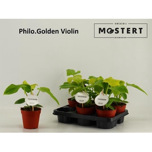 Philodendron Golden Violin 12Ø 30cm