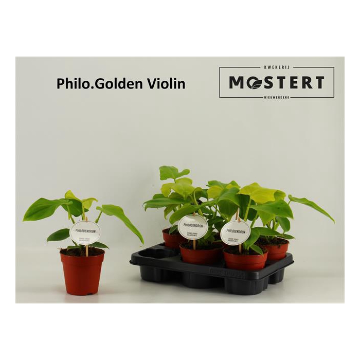 <h4>Philodendron Golden Violin 12Ø 30cm</h4>