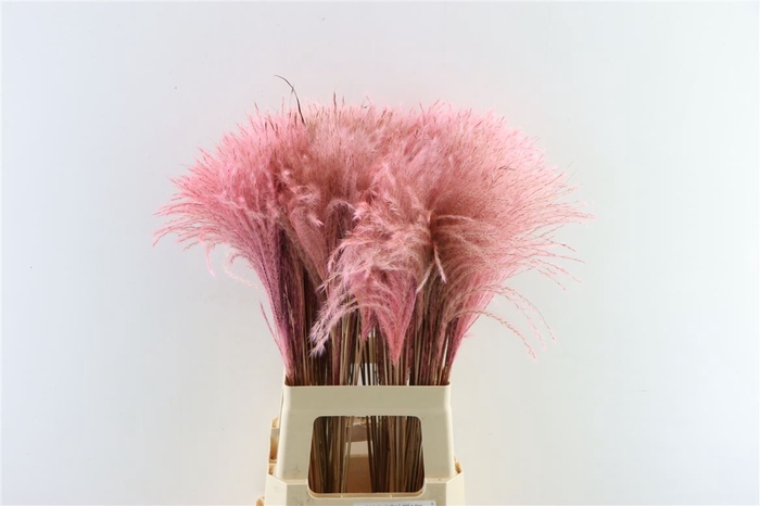 <h4>Dried Stipa Feather L. Pink P Stem</h4>
