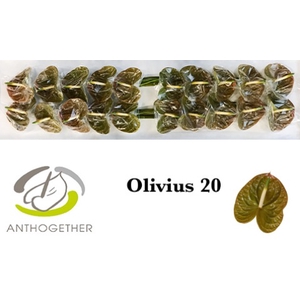 ANTH A OLIVIUS 20