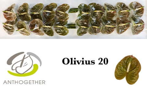 ANTH A OLIVIUS 20
