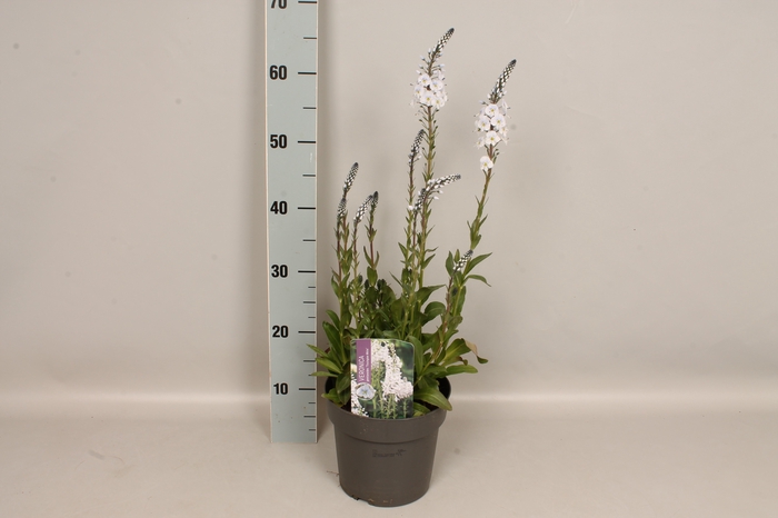 vaste planten 19 cm  Veronica Tissington White