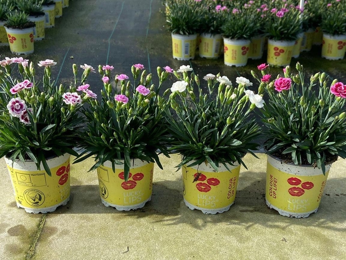 <h4>Dianthus allw. 'Lucky Lips'  ..mix</h4>