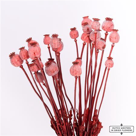 <h4>Dried Papaver X5 Red Bunch</h4>
