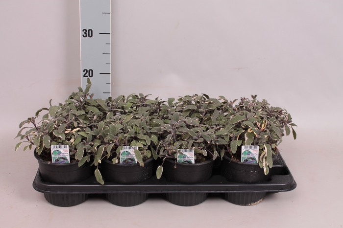 Kruiden I Salvia tricolor   (Salie)
