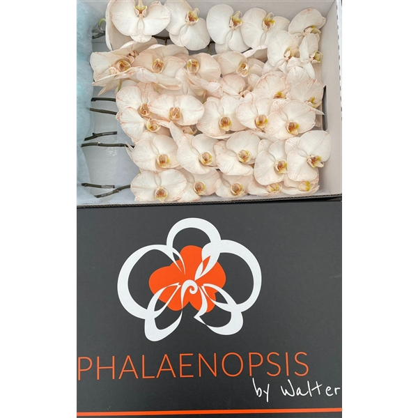 <h4>Phalaenopsis paint caramel</h4>