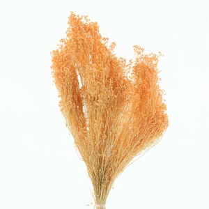 Dried Broom Bloom Peach Fuzz