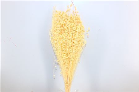 <h4>Dried Lino Vlas Bleached Bunch Poly</h4>
