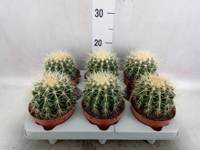 <h4>Echinocactus grusonii</h4>