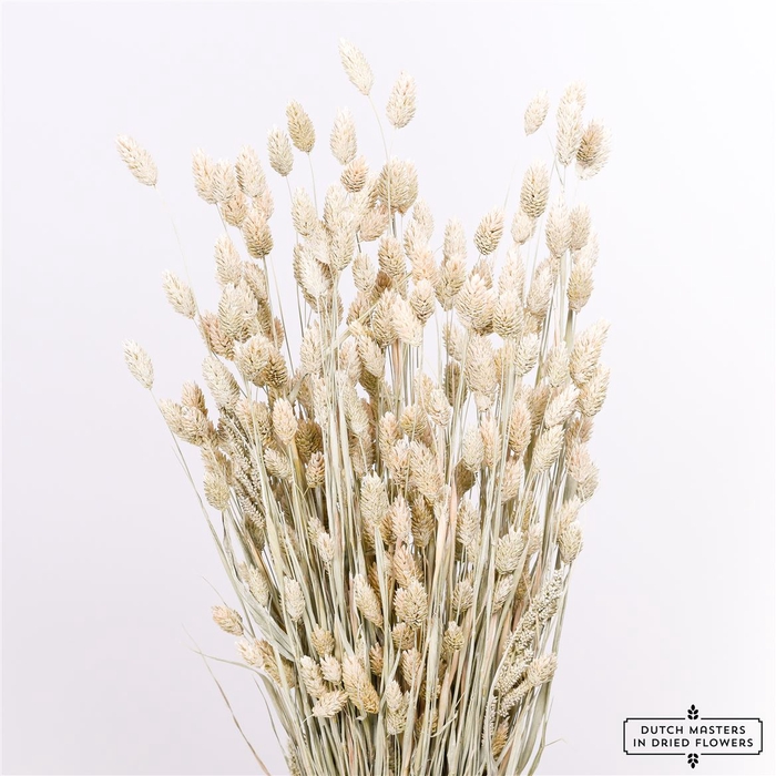 <h4>Dried Phalaris X5 Frosted White Bunch</h4>