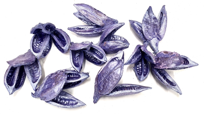 <h4>Sororoca penca flower 10pcs in poly pearl purple</h4>