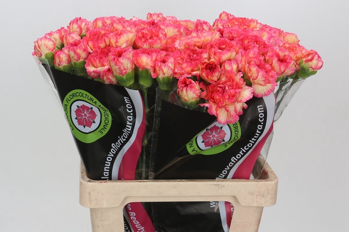 <h4>Dianthus St Indiana</h4>