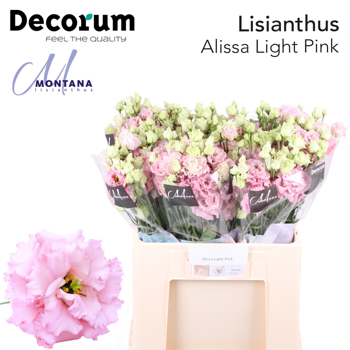<h4>Lisianthus Alissa light pink 60cm</h4>