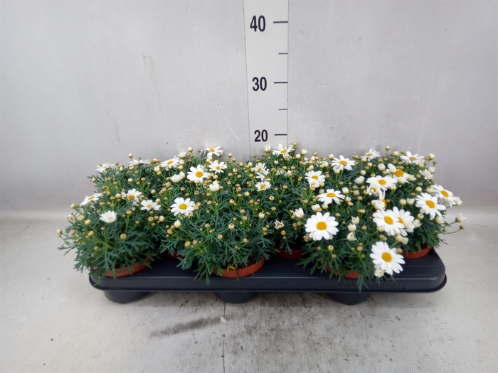 <h4>Argyranthemum  'La Rita White'</h4>