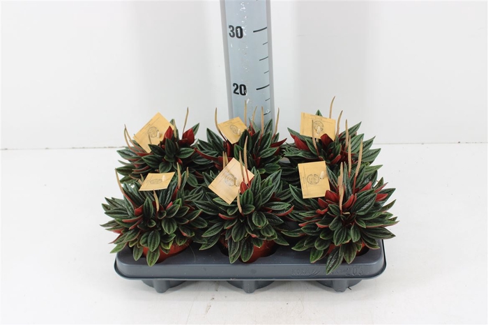 <h4>Peperomia Rosso P10.5</h4>