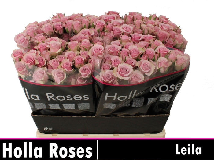 <h4>Rosa sp leila</h4>