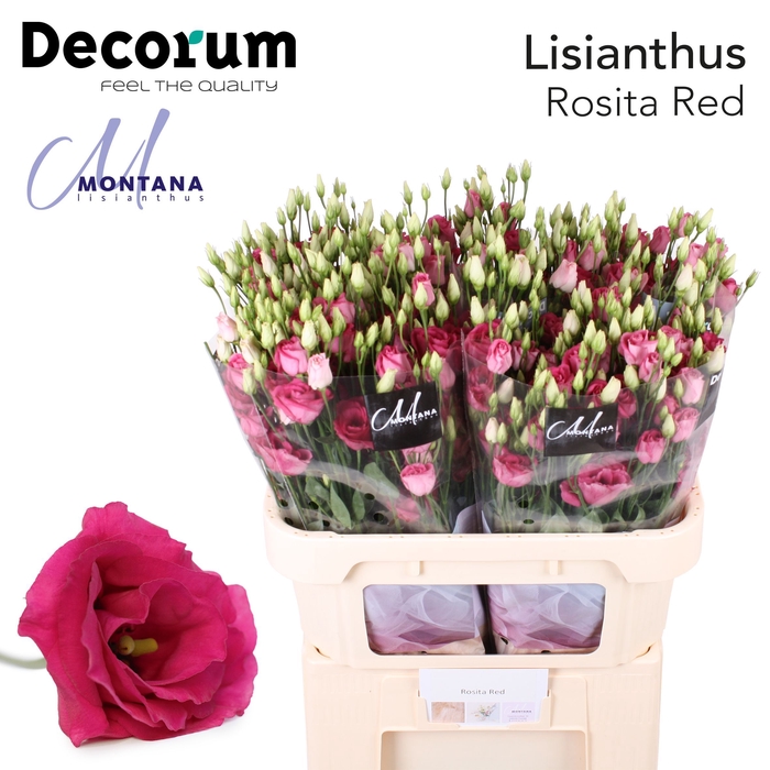 <h4>Lisianthus Rosita red 72cm</h4>