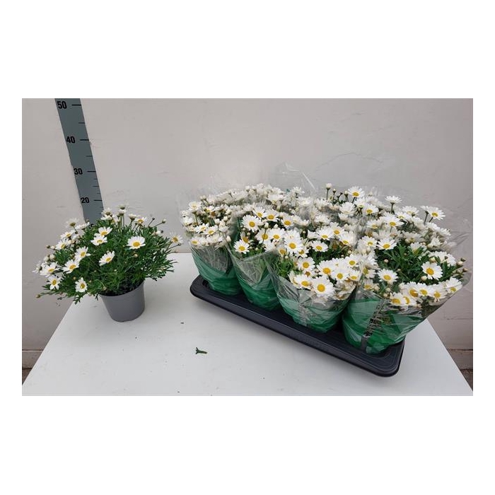 <h4>Argyranthemum frutescens Stella 2000 14Ø 28cm</h4>