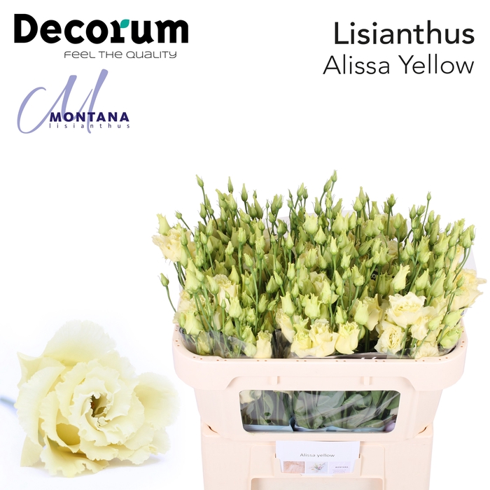 <h4>Lisianthus Alissa Yellow</h4>