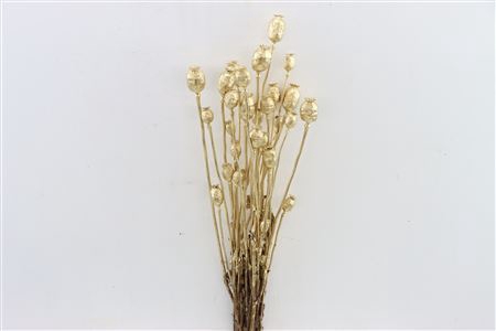 <h4>Dried Papaver Ant Gold Bunch</h4>