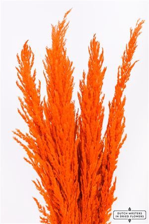 <h4>Dried Pampas Gras Orange (8 Stems) Bunch</h4>
