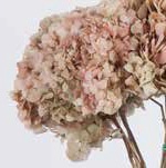 <h4>Hydrangea / Hortensia Nat.Cream / Pink HRT/2040</h4>