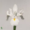 Iris casablanca