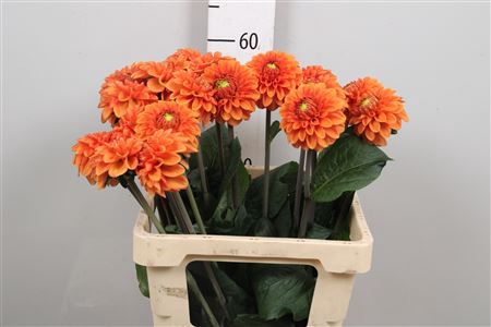<h4>Dahl Bright Orange</h4>