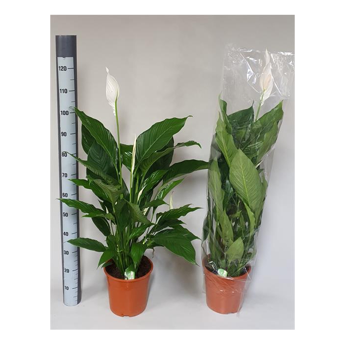 <h4>Spathiphyllum Sebastiano 24Ø 125cm 5fl</h4>