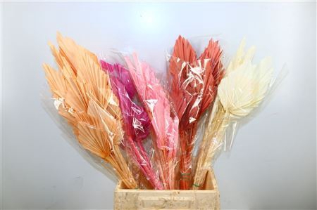 <h4>Dried Palm Spear 10pc Assorted Bunch</h4>