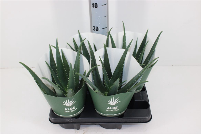 Aloe Medivera Equator P14