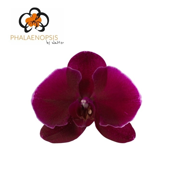 <h4>Phalaenopsis velvet janet (per flower)</h4>